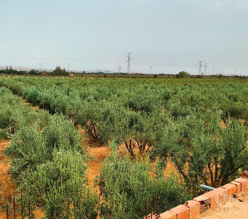 Vente Terres Agricoles Maroc - Photos Vivastreet Ferme d'oliviers en pleine production