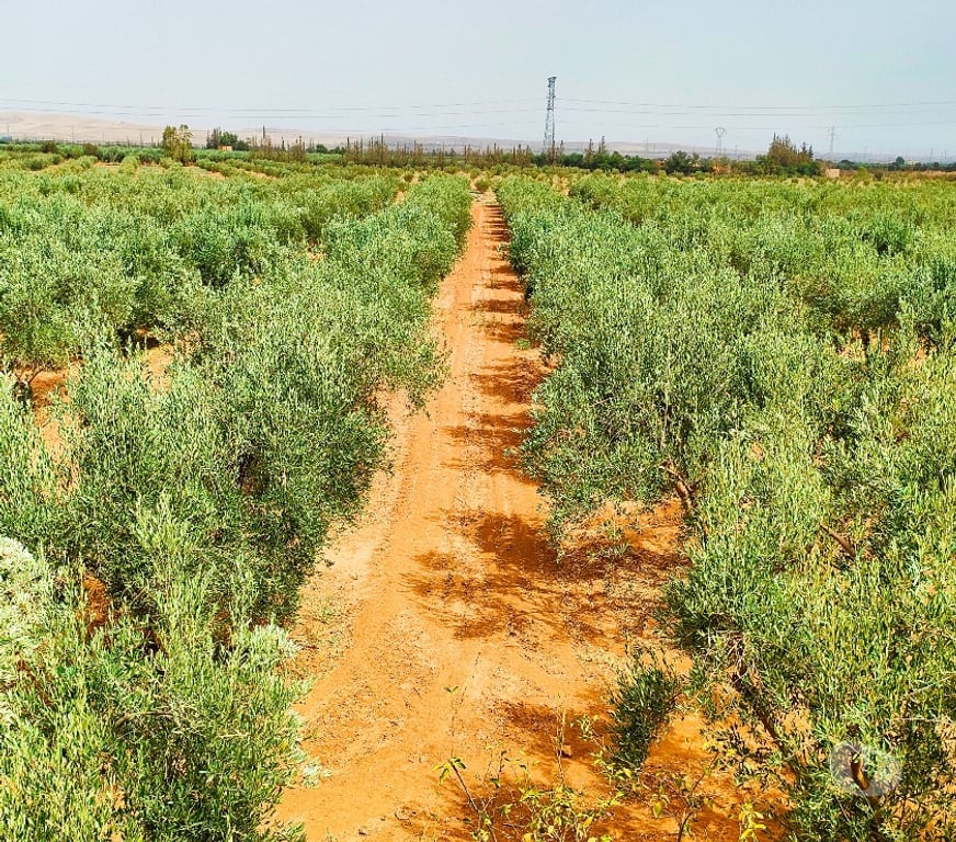Vente Terres Agricoles Maroc - Photos Vivastreet Ferme d'oliviers en pleine production