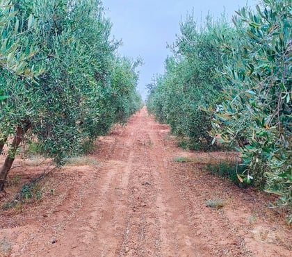 Vente Terres Agricoles - Photos Vivastreet Ferme d'oliviers en pleine production