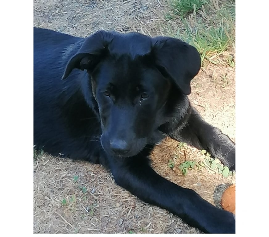 Vente Cher Chateaumeillant - 18370 - Photos Vivastreet DIANA, adorable chiot Labrador croisé Beauceron