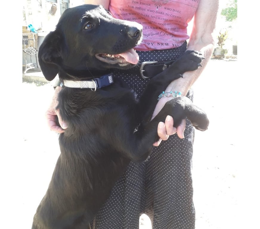 Vente Cher Chateaumeillant - 18370 - Photos Vivastreet DIANA, adorable chiot Labrador croisé Beauceron
