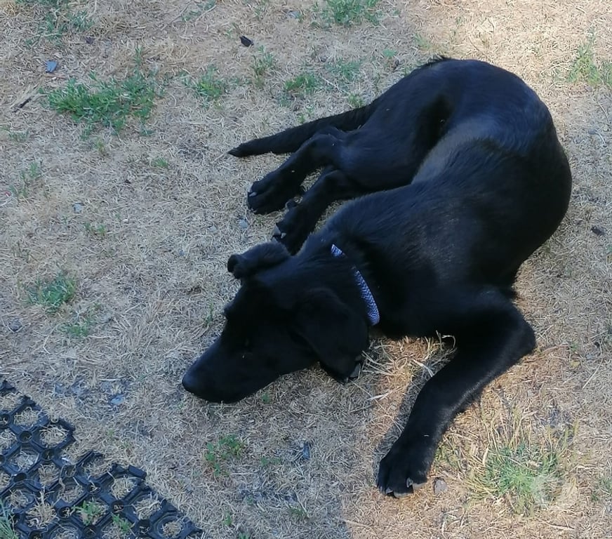 Vente Cher Chateaumeillant - 18370 - Photos Vivastreet DIANA, adorable chiot Labrador croisé Beauceron