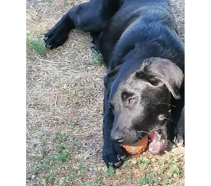 Vente animaux Chateaumeillant Cher - Photos Vivastreet DIANA, adorable chiot Labrador croisé Beauceron