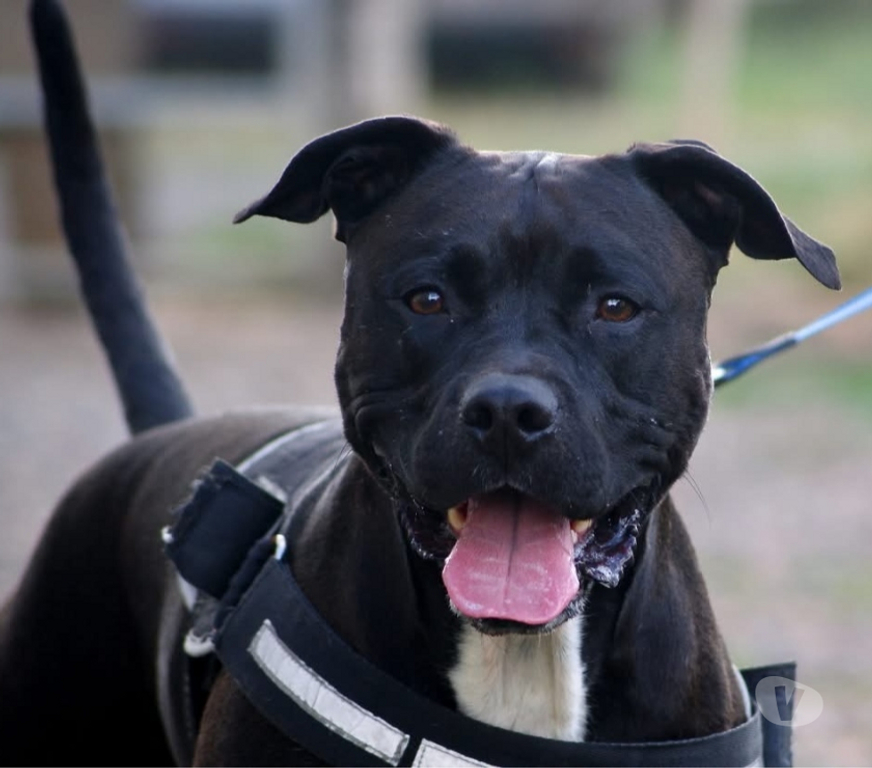 Vente Cher Osmery - 18130 - Photos Vivastreet PACO, adorable American Staffordshire Terrier déclassé
