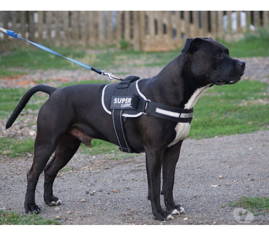 Vente Cher Osmery - 18130 - Photos Vivastreet PACO, adorable American Staffordshire Terrier déclassé