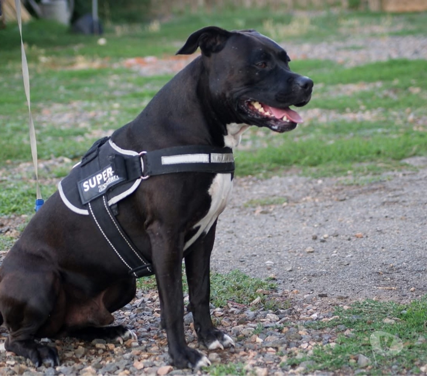 Vente Cher Osmery - 18130 - Photos Vivastreet PACO, adorable American Staffordshire Terrier déclassé