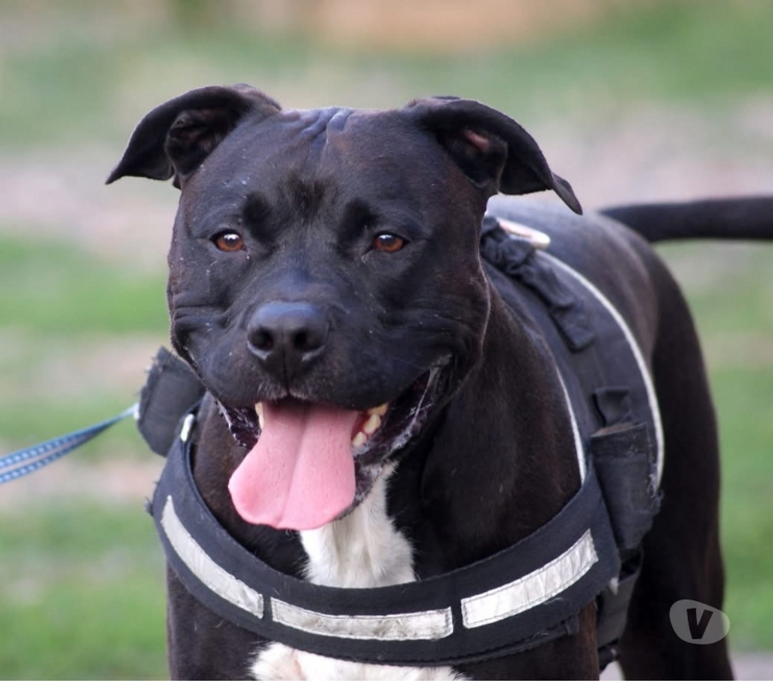 Vente Cher Osmery - 18130 - Photos Vivastreet PACO, adorable American Staffordshire Terrier déclassé
