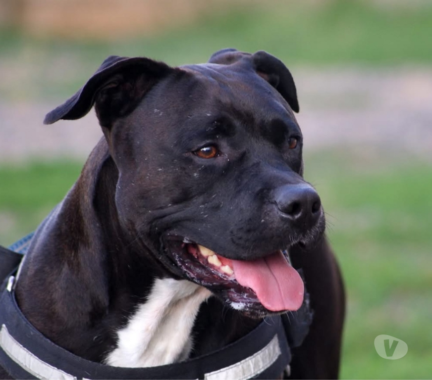 Vente Cher Osmery - 18130 - Photos Vivastreet PACO, adorable American Staffordshire Terrier déclassé