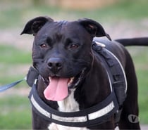 PACO, adorable American Staffordshire Terrier déclassé