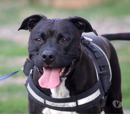 Vente animaux Osmery Cher - Photos Vivastreet PACO, adorable American Staffordshire Terrier déclassé