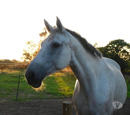 Vente animaux Treffieux Loire-Atlantique - Photos Vivastreet ATERG DES SIX, gentil Stud-book Selle Français hongre
