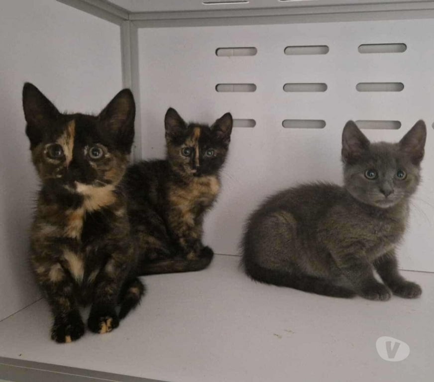 Don animaux Eure Beaumont le Roger - 27170 - Photos Vivastreet NEBULA, chatonne à adopter
