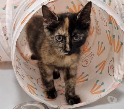 Adoption animaux Beaumont le Roger Eure - Photos Vivastreet NEBULA, chatonne à adopter