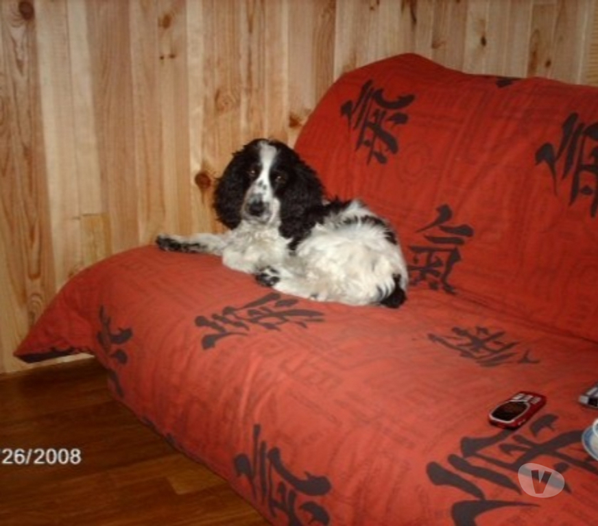 Services, accessoires animaux Puy-de-Dôme Aigueperse - 63260 - Photos Vivastreet garde votre animal