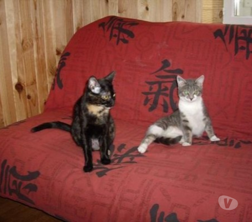 Services, accessoires animaux Puy-de-Dôme Aigueperse - 63260 - Photos Vivastreet garde votre animal