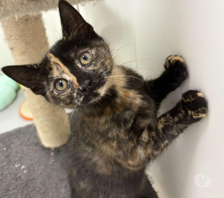 Don animaux Eure Beaumont le Roger - 27170 - Photos Vivastreet QUINZEL, chatonne à adopter