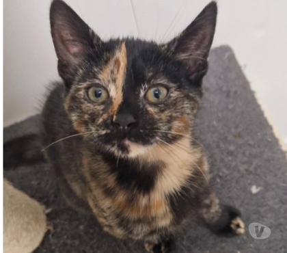 Don animaux Beaumont le Roger Eure - Photos Vivastreet QUINZEL, chatonne à adopter