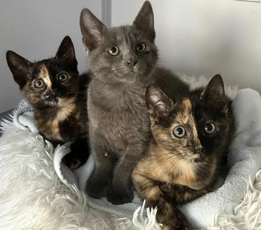 Don animaux Eure Beaumont le Roger - 27170 - Photos Vivastreet ROCKET, chaton à adopter