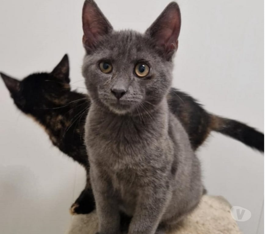 Don animaux Eure Beaumont le Roger - 27170 - Photos Vivastreet ROCKET, chaton à adopter