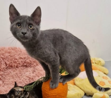 Adoption animaux Beaumont le Roger Eure - Photos Vivastreet ROCKET, chaton à adopter
