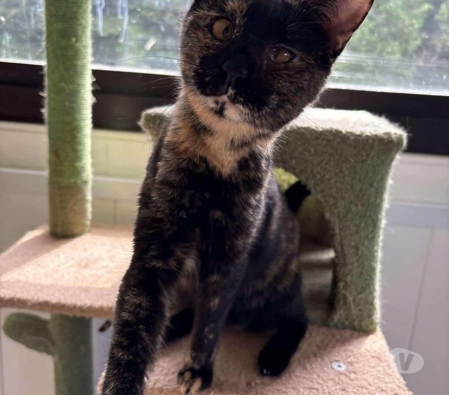 Don animaux Eure Beaumont le Roger - 27170 - Photos Vivastreet YOKO 1 an, ataxique, sourde et FELV à adopter