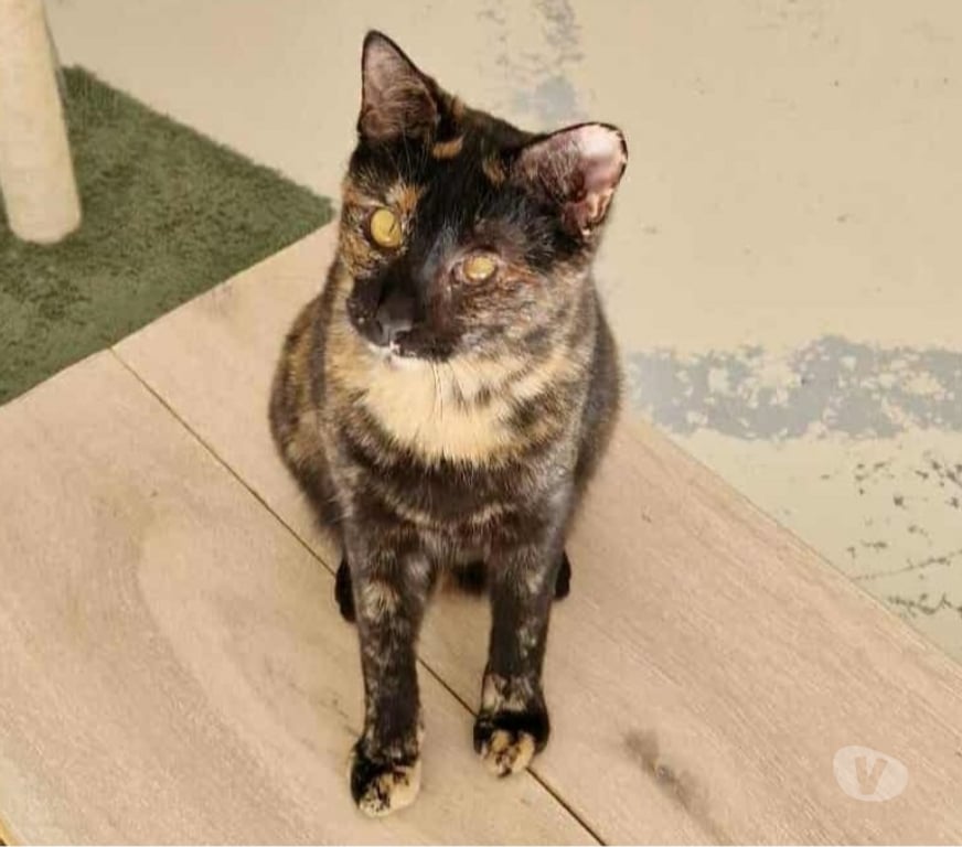Don animaux Eure Beaumont le Roger - 27170 - Photos Vivastreet YOKO 1 an, ataxique, sourde et FELV à adopter