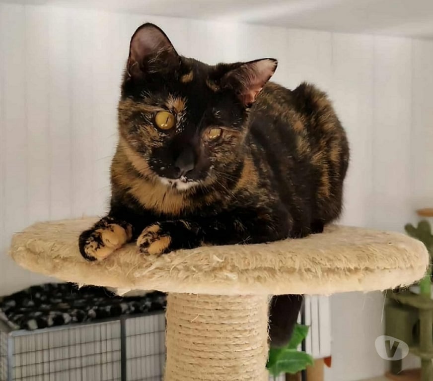 Don animaux Eure Beaumont le Roger - 27170 - Photos Vivastreet YOKO 1 an, ataxique, sourde et FELV à adopter