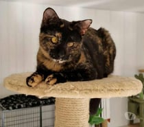 YOKO 1 an, ataxique, sourde et FELV à adopter