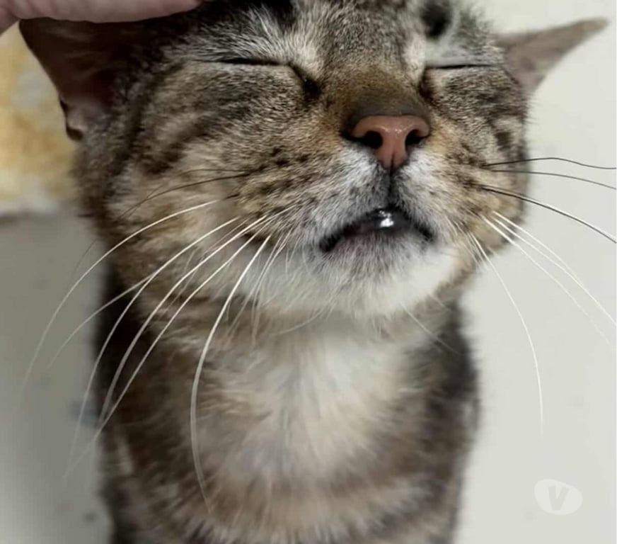 Don animaux Eure Beaumont le Roger - 27170 - Photos Vivastreet YUKA 4 ans 3 pattes à adopter