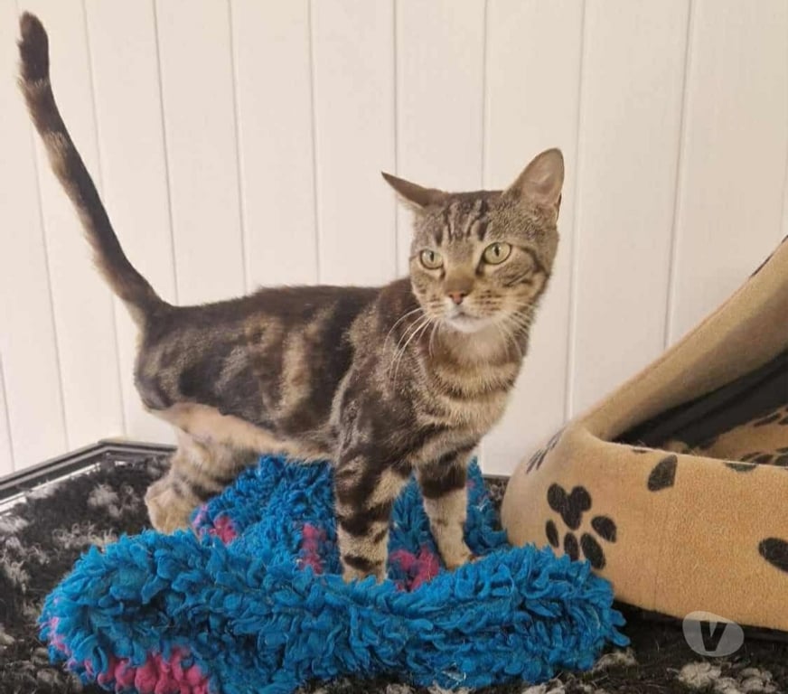 Don animaux Eure Beaumont le Roger - 27170 - Photos Vivastreet YUKA 4 ans 3 pattes à adopter