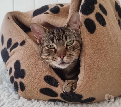 Don animaux Beaumont le Roger Eure - Photos Vivastreet YUKA 4 ans 3 pattes à adopter