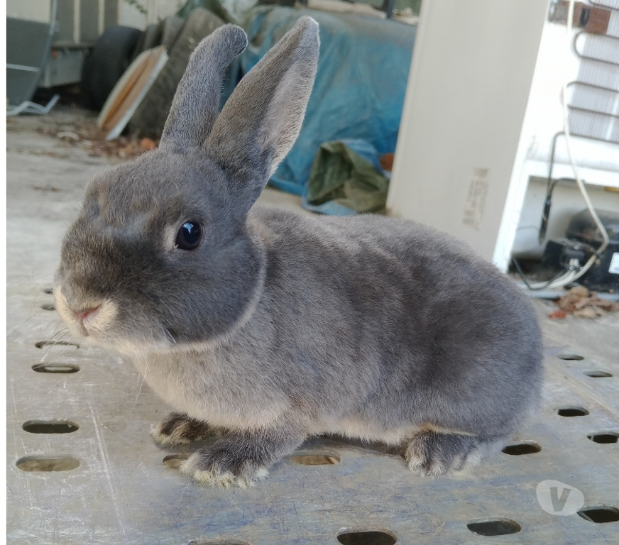 Vente Pas-de-Calais Sailly Labourse - 62113 - Photos Vivastreet Lapin nain rex mâle et femelle