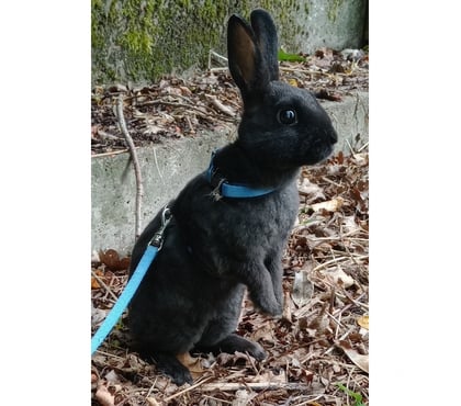 Vente animaux Sailly Labourse Pas-de-Calais - Photos Vivastreet Lapin nain rex mâle et femelle