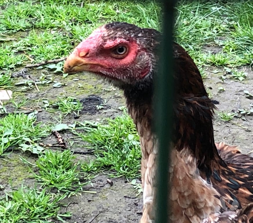 Vente Pas-de-Calais Vermelles - 62980 - Photos Vivastreet Coq poule de race