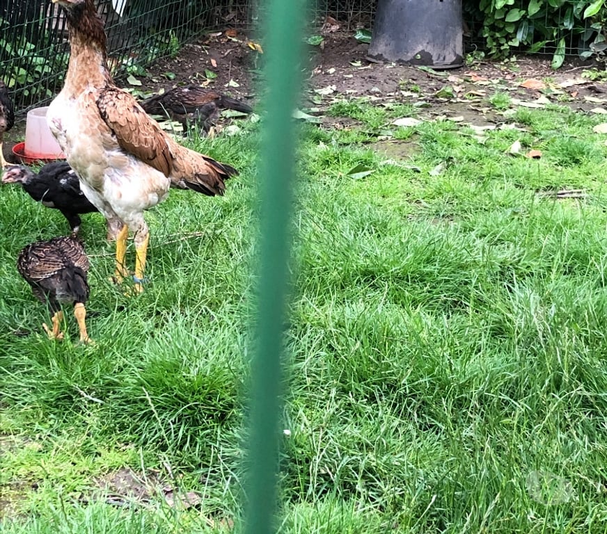 Vente Pas-de-Calais Vermelles - 62980 - Photos Vivastreet Coq poule de race