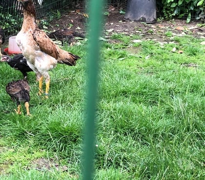 Vente animaux Vermelles Pas-de-Calais - Photos Vivastreet Coq poule de race