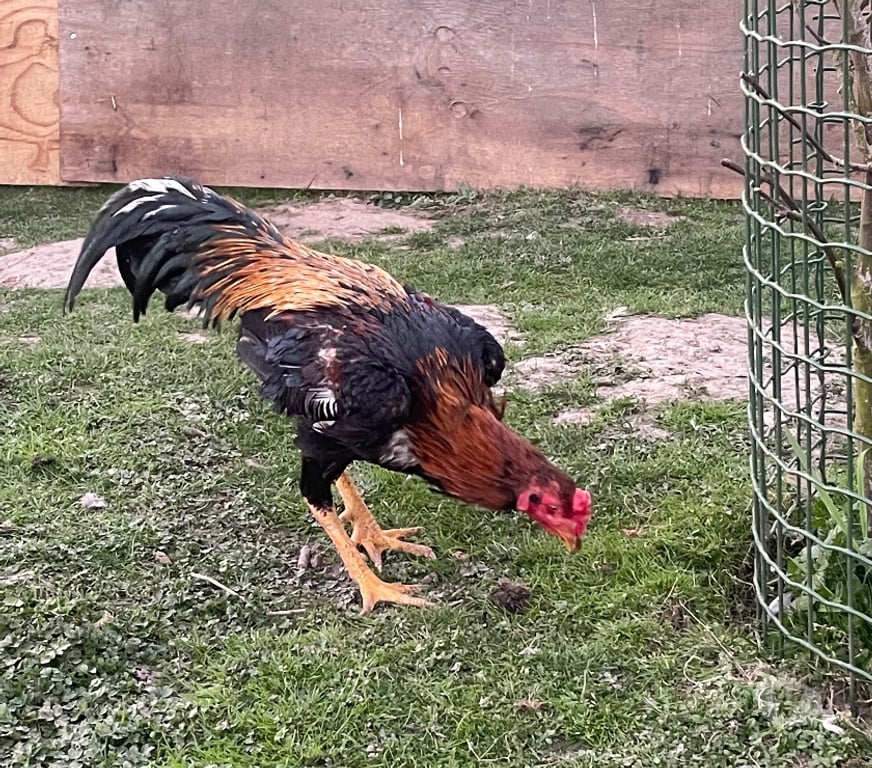 Vente Pas-de-Calais Vermelles - 62980 - Photos Vivastreet Coq de race Saigon