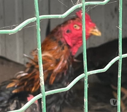 Vente animaux Vermelles Pas-de-Calais - Photos Vivastreet Coq de race Saigon