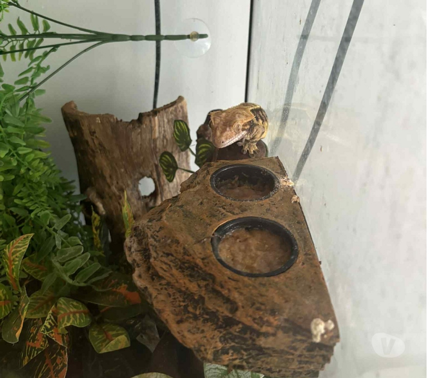 Vente Loire-Atlantique Gorges - 44190 - Photos Vivastreet Terrarium complet avec gecko à crête adulte