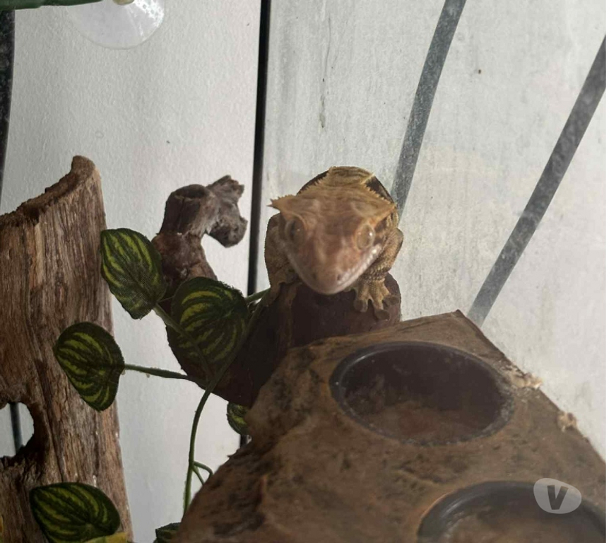 Vente Loire-Atlantique Gorges - 44190 - Photos Vivastreet Terrarium complet avec gecko à crête adulte