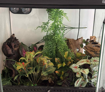Terrarium complet avec gecko à crête adulte