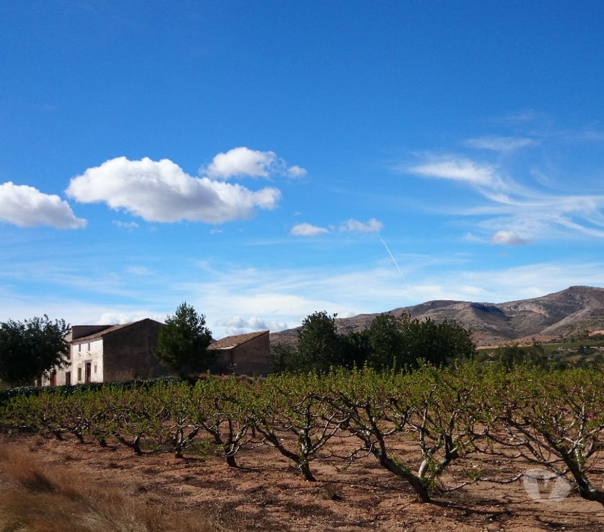 Vente Terres Agricoles Espagne - Photos Vivastreet Maison à réformer au milieu des champs irrigués et secs