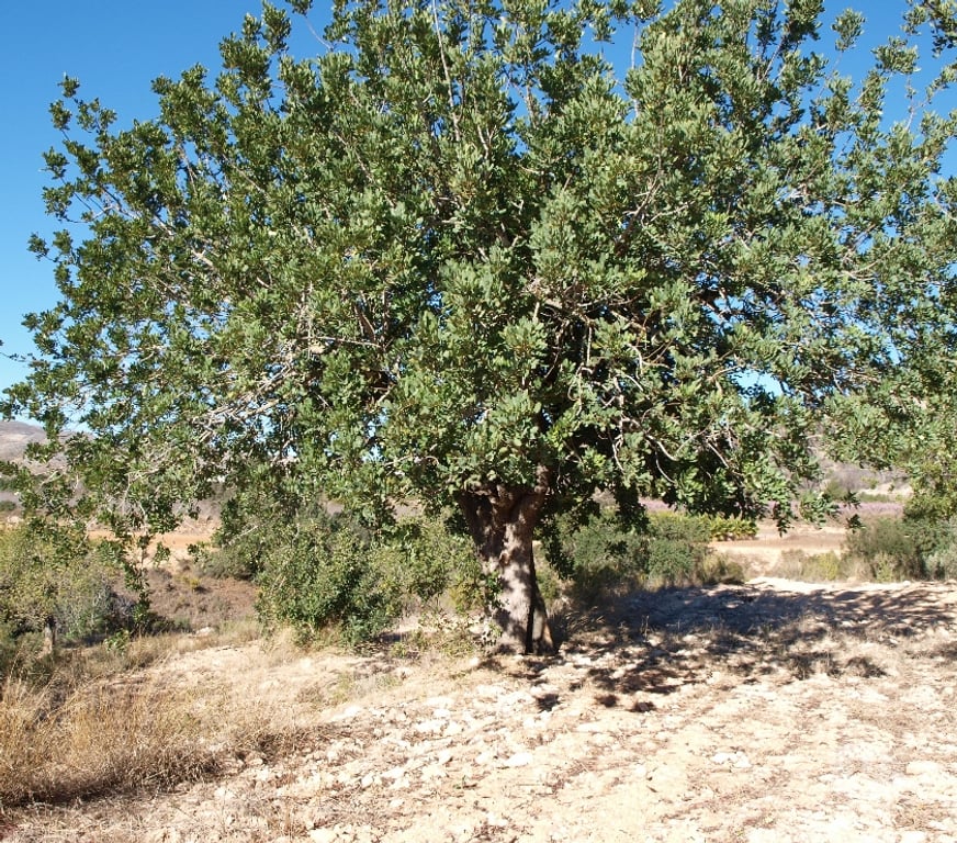 Vente Terres Agricoles Espagne - Photos Vivastreet Maison à réformer au milieu des champs irrigués et secs
