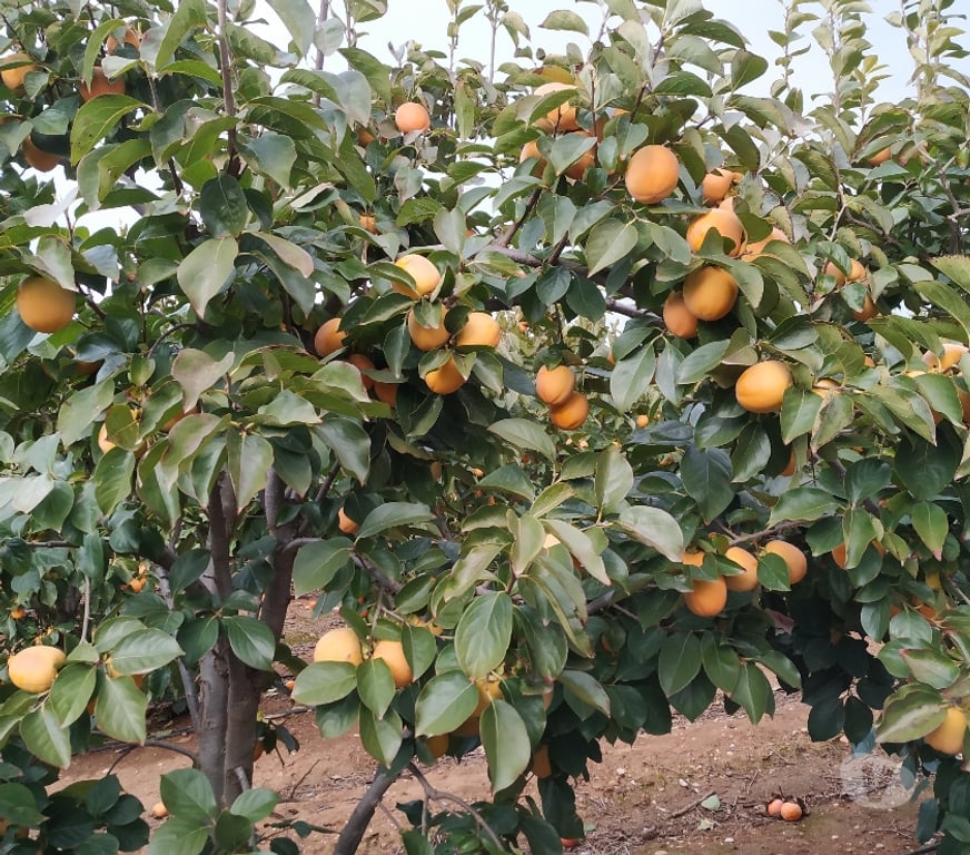 Vente Terres Agricoles Espagne - Photos Vivastreet Maison à réformer au milieu des champs irrigués et secs