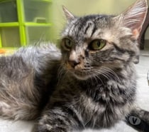 Chat GRÂCE à la réservation