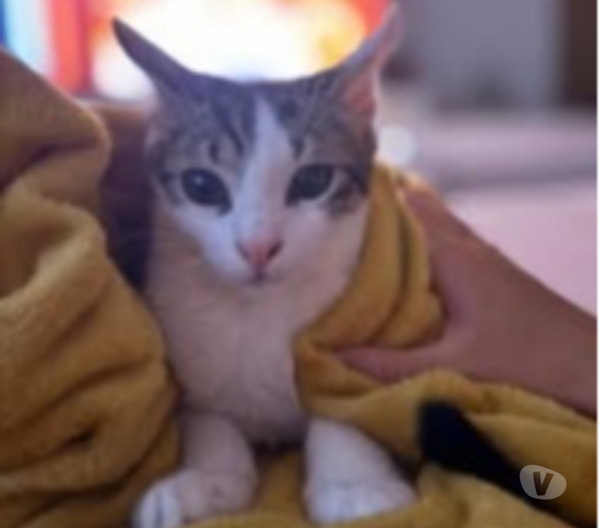 Don animaux Drôme Montelimar - 26200 - Photos Vivastreet Chat ATLAS à l adoption