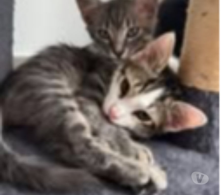 Don animaux Drôme Montelimar - 26200 - Photos Vivastreet Chat ATLAS à l adoption