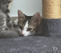 Chat ATLAS à l adoption