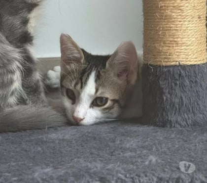 Don animaux Montelimar Drôme - Photos Vivastreet Chat ATLAS à l adoption