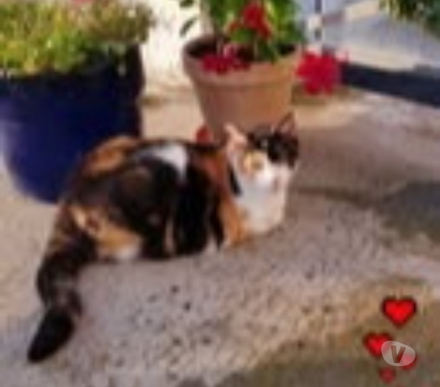 Don animaux Gard Bagnols sur Ceze - 30200 - Photos Vivastreet Chat MERINGUE à l adoption